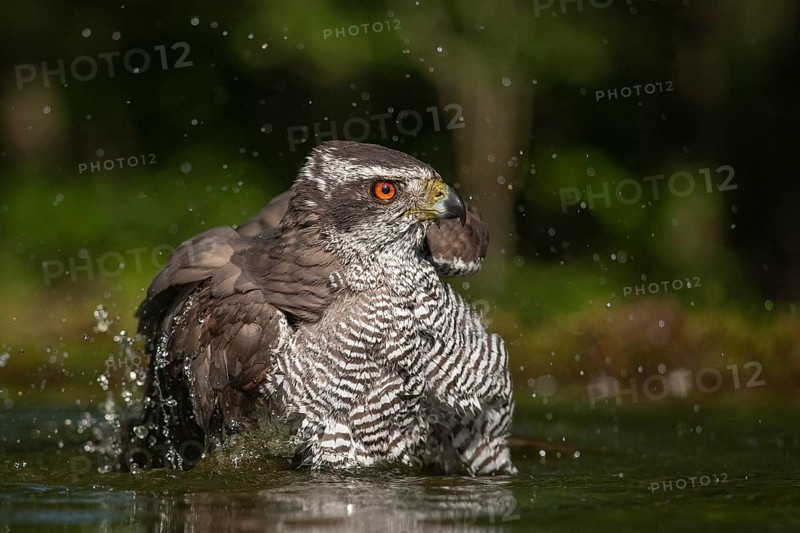 Northern Goshawk (Accipiter gentilis) bathing at a waterhole, Subotica, Serbia