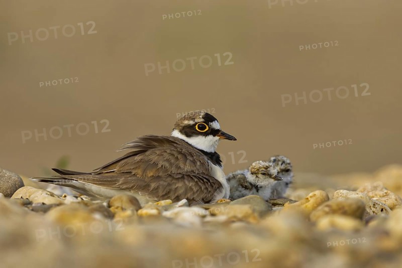 Little Ringed Plover (Charadrius dubius) with chick, North Rhine-Westphalia, Germany