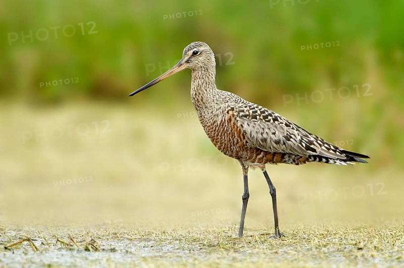 Hudsonian Godwit (Limosa haemastica), Texas, USA
