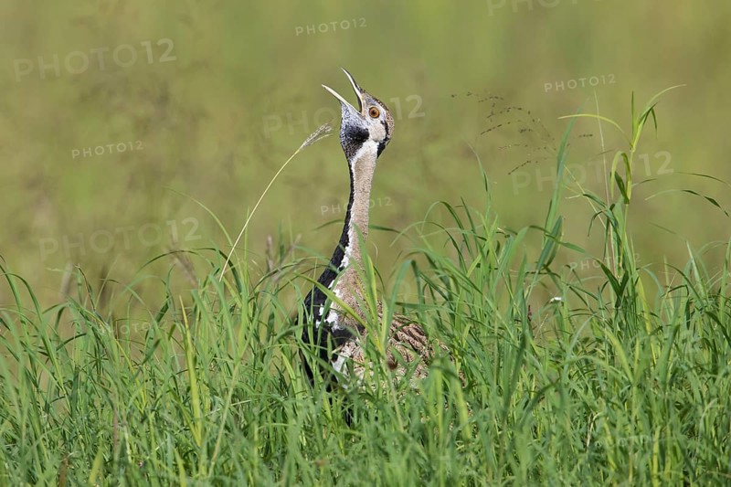 Black-bellied Bustard (Lissotis melanogaster) male calling, Serengeti, Tanzania