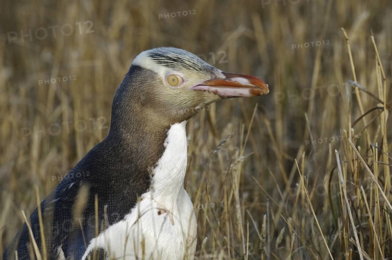 Yellow-eyed Penguin (Megadyptes antipodes), New Zealand