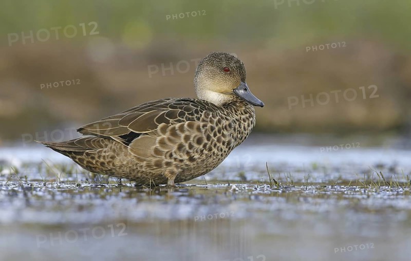 Grey Teal (Anas gracilis), Victoria, Australia