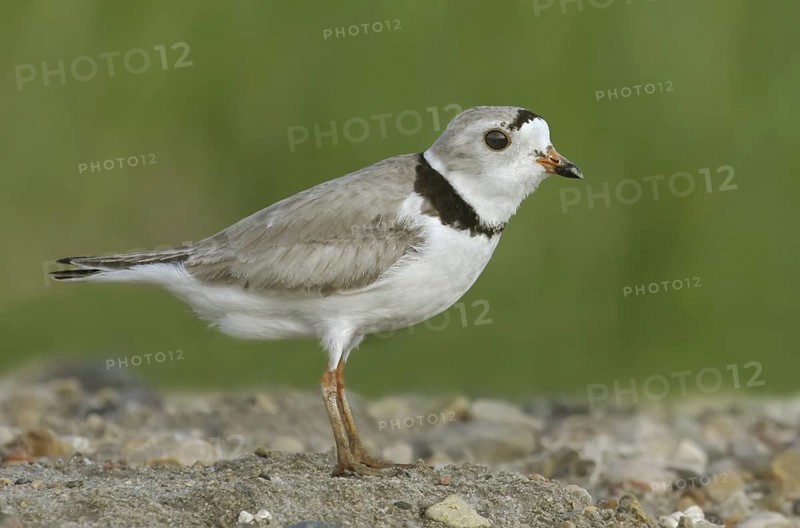 Piping Plover (Charadrius melodus), Saskatchewan, Canada
