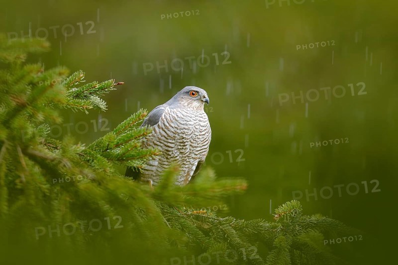 Bird of prey Eurasian sparrowhawk, Accipiter nisus, sitting on spruce tree during heavy rain in the forest. Bird in the green habitat. Sparrowhawk in the rainy wood in the nature, Germany, Europe wildlife