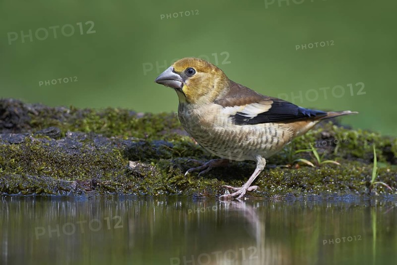 Hawfinch (Coccothraustes coccothraustes) juvenile, Hortobagy, Hungary