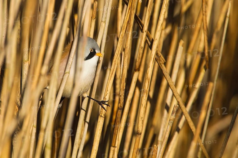 Bearded Reedling (Panurus biarmicus) male, Baden-Wuerttemberg, Germany