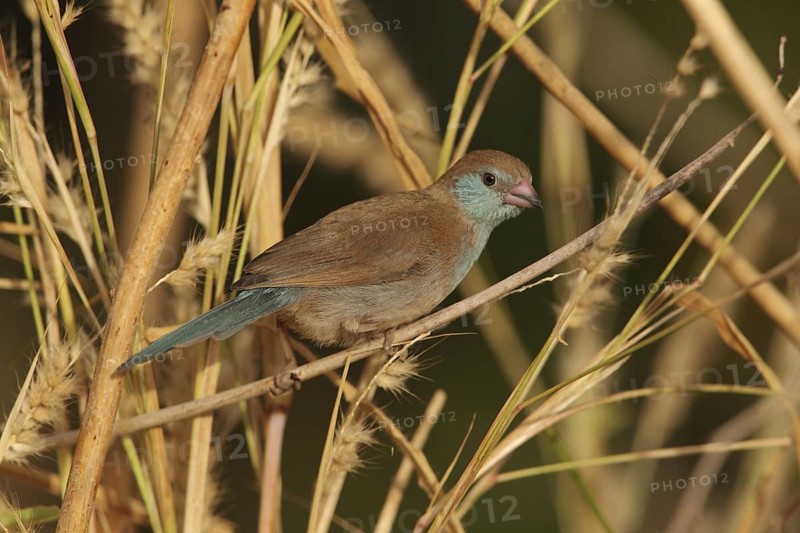 Red-cheeked Cordon-bleu (Uraeginthus bengalus) female, Gambia