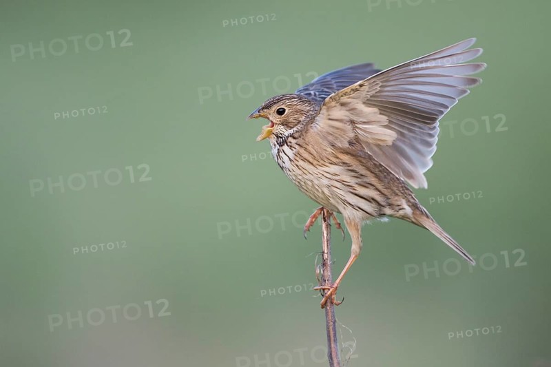 Corn Bunting - Grauammer - Miliaria calandra ssp. calandra, Hungary, adult