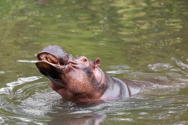 An adult male hippopotamus (Hippopotamus amphibius) shows aggression and defends its territory