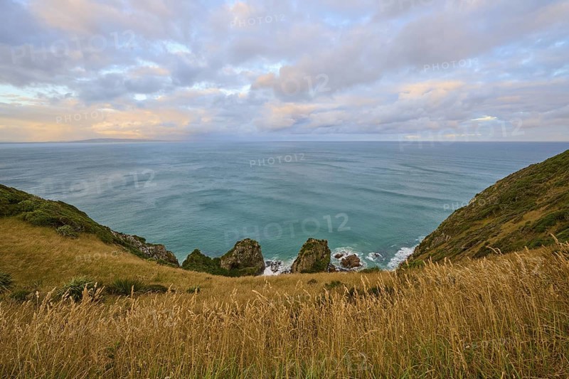 Grassy cliffs with tall grass rising above the sea under calm skies, summer, Nugget Point Lighthouse, Ahuriri Flat, Otago, South Island, New Zealand