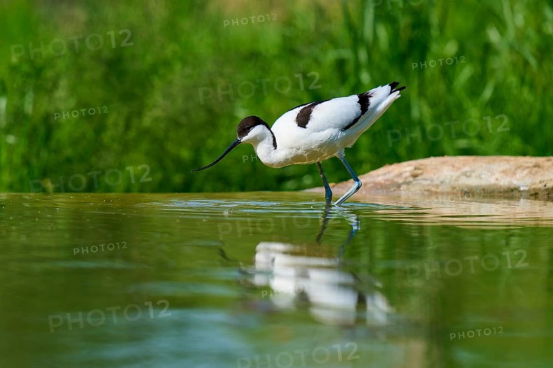 Avocet standing in shallow water, surrounded by green background with reflection in the water, Avocet (Recurvirostra avosetta), spring, France