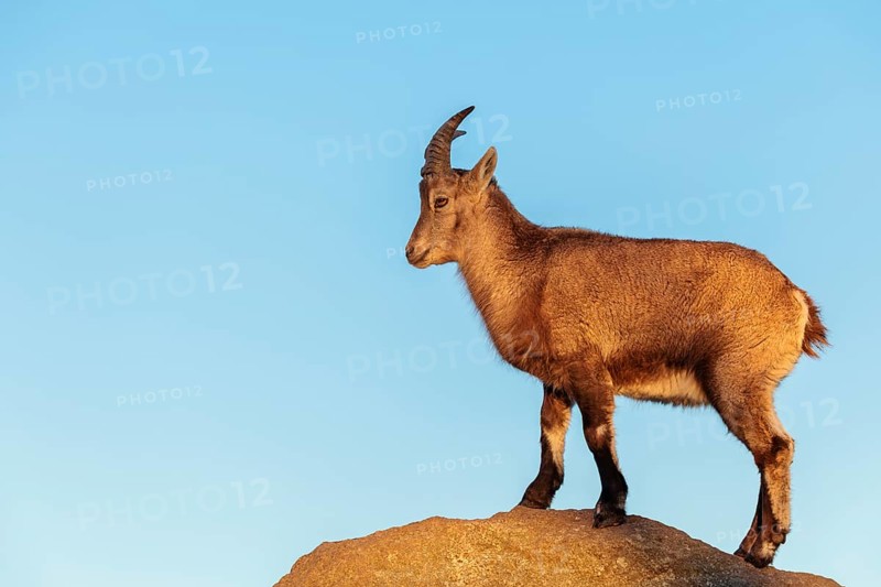 A female ibex (Capra ibex) stands on a rock in the warm evening light. A blue sky can be seen in the background. Carinthia, Austria
