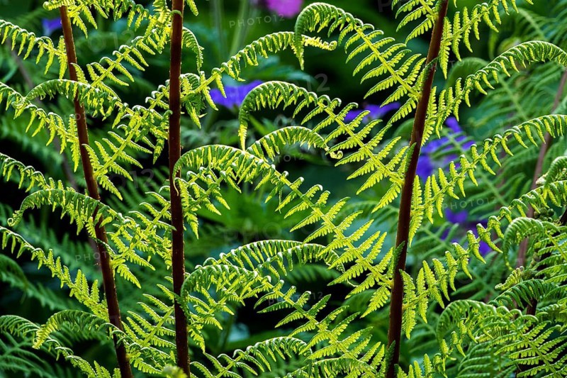 Forest fern (Athyrium filix-femina), also known as common fern, backlight, Oberstdorf, Oberallgäu, Allgäu, Bavaria, Germany