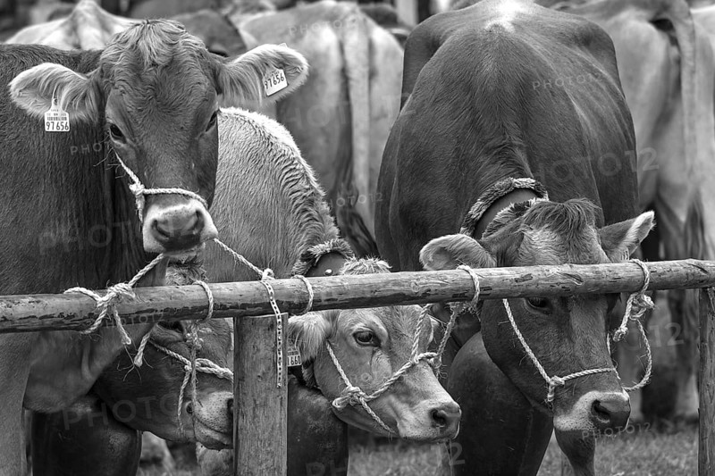 Tethered cows waiting for their owner after the cattle drive, Bad Hindelang, Allgäu, Bavaria, Germany
