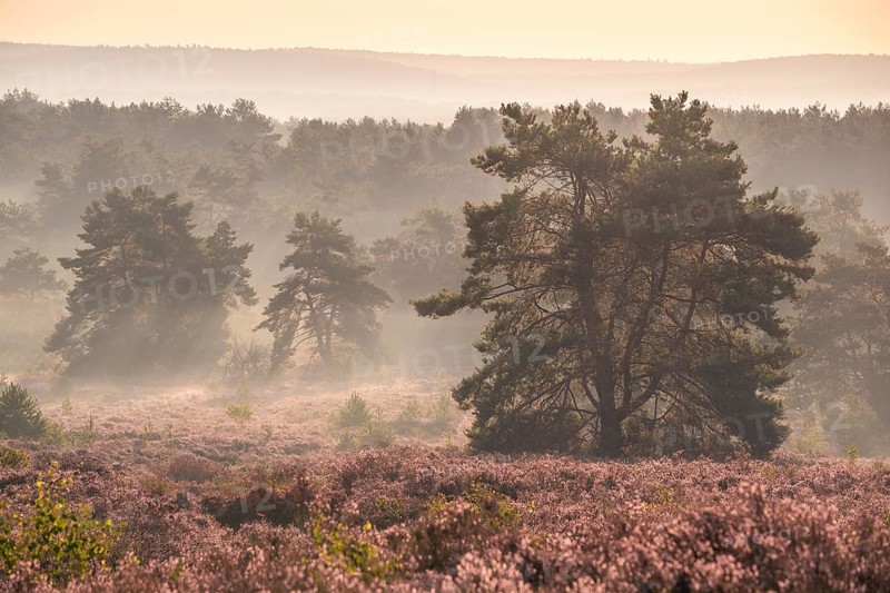 The blooming Mehlinger Heide in the morning with mist. Pine trees. Mehlinger Heide nature reserve, Mehlingen, Rhineland-Palatinate, Germany