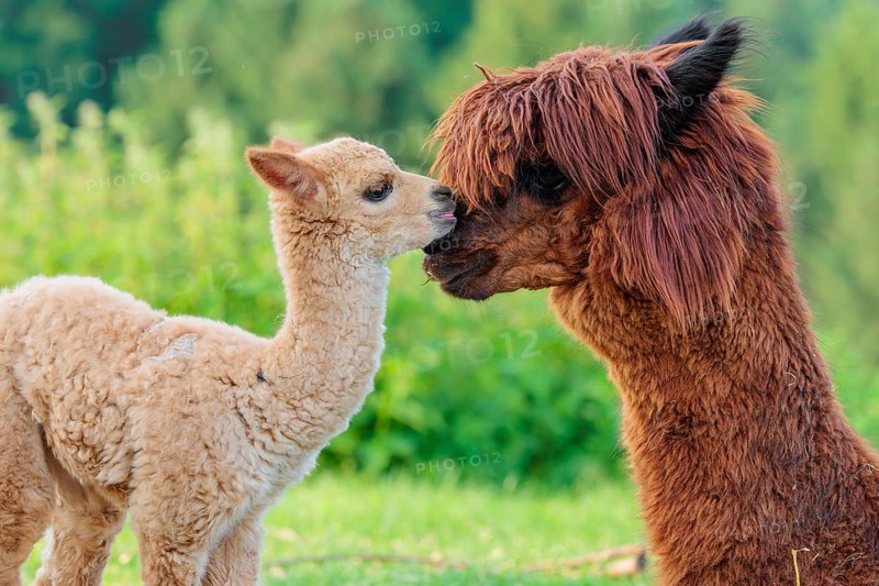 A freshly born white alpaca (Vicugna pacos) stands in front of its brown mother and sniffer on her snout (kisses her)