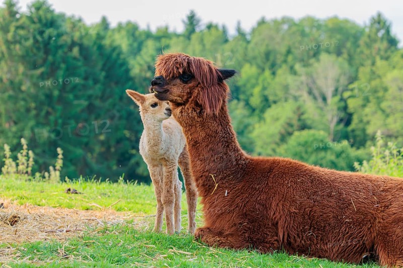A freshly born white alpaca (Vicugna pacos) stands in front of its brown mother and sniffer on her snout (kisses her)