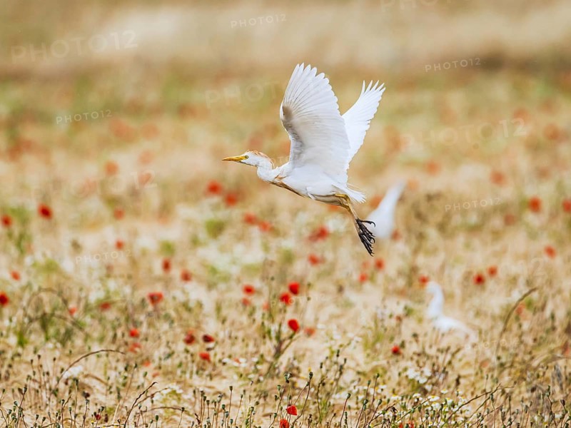 Cattle Egret, Bubulcus Ibis, bird in a field of grain and Red poppies