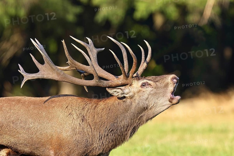Red deer (Cervus elaphus) during the rutting season, a large stag roaring in a forest clearing, twenty-pointer, animal portrait, wildlife, Sauerland, North Rhine-Westphalia, Germany