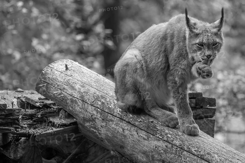 Eurasian lynx (Lynx lynx) licking its paw, wildlife park, Bavaria, Germany