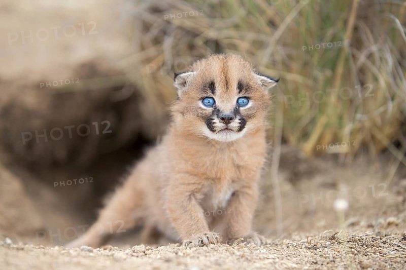 Caracal (Caracal caracal) cub at den, Castile-La Mancha, Spain