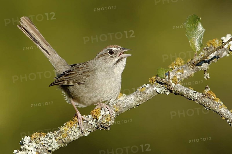 Rufous-crowned Sparrow (Aimophila ruficeps) singing, Texas, USA