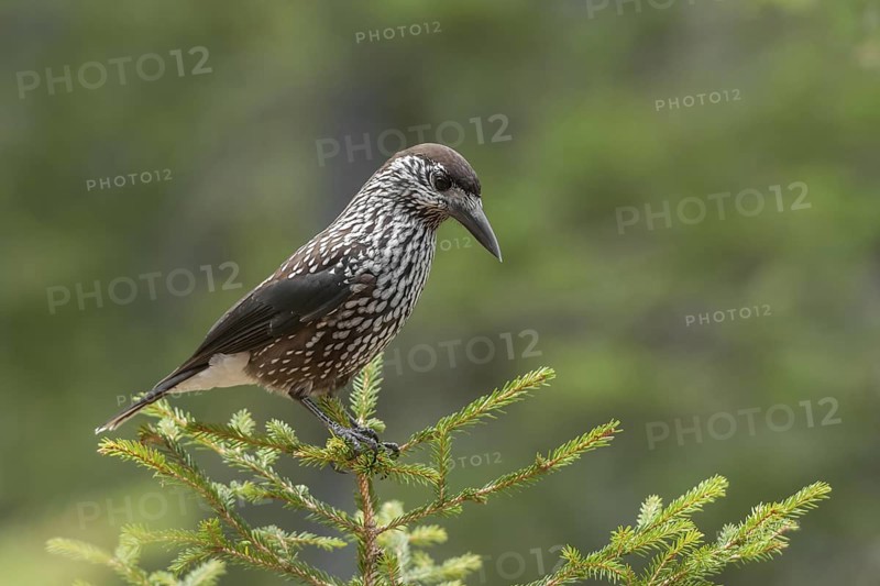 Spotted Nutcracker (Nucifraga caryocatactes), Grisons, Switzerland