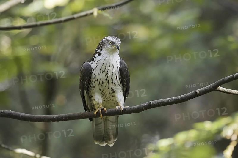 Honey buzzard (Pernis apivorus) sitting on a branch, North Rhine-Westphalia, Germany