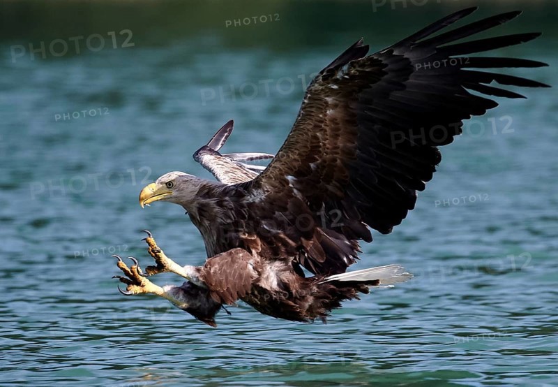 White-tailed Eagle (Haliaeetus albicilla) striking at fish, Mecklenburg-Western Pomerania, Germany