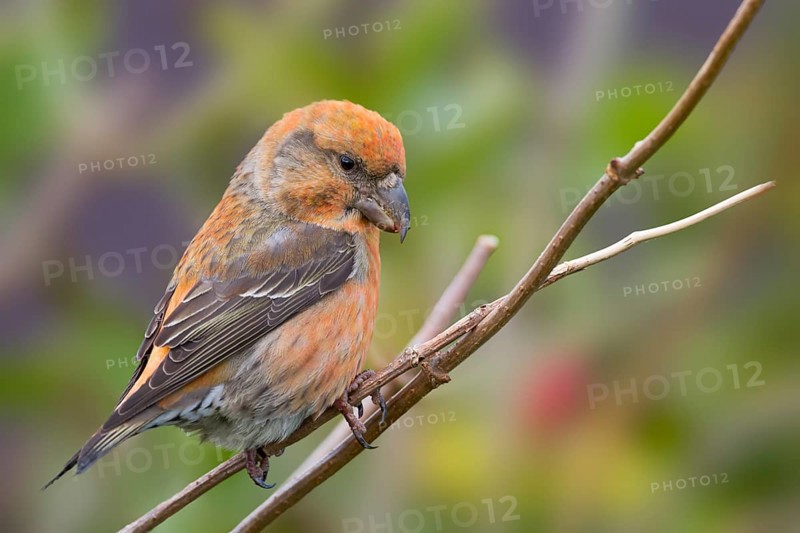 Parrot Crossbill - Kiefernkreuzschnabel - Loxia pytyopsittacus, Germany. male