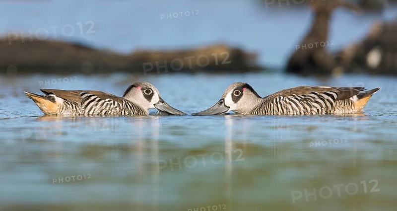 Pink-eared Duck (Malacorhynchus membranaceus) pair, Victoria, Australia