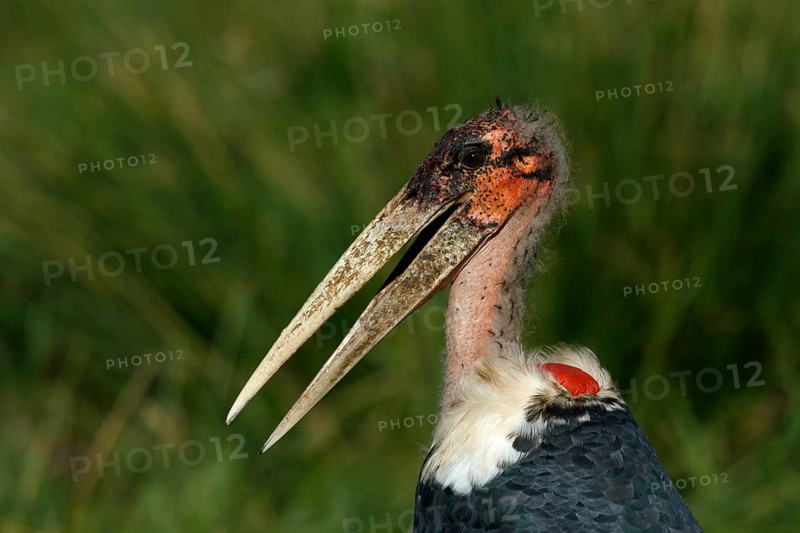 Afrikaanse Maraboe, Marabou Stork, Leptoptilos crumeniferus