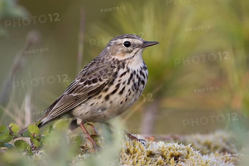 Meadow Pipit - Wiesenpieper - Anthus pratensis ssp. pratensis, Russia