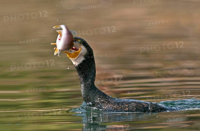 Great Cormorant (Phalacrocorax carbo) with Eurasian perch (Perca fluviatilis) prey in beak, Piedmont, Italy