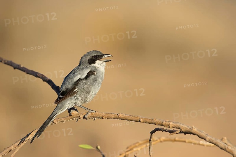 Southern Grey Shrike (Lanius meridionalis) calling from a branch, Lanzarote, Spain