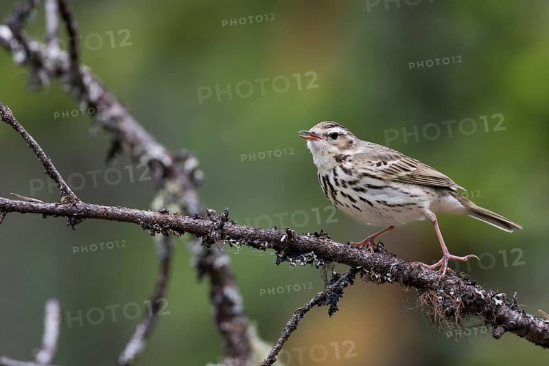 Olive-backed Pipit - Waldpieper - Anthus hodgsoni ssp. yunnanensis, Russia