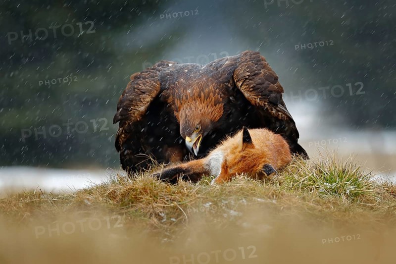 Golden Eagle feeding on kill Red Fox in the forest during rain and snowfall. Bird behaviour in the nature. Behaviour scene with brown bird of prey, eagle with catch, Poland