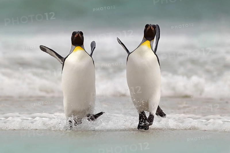 Wild bird in the water. Big King penguin jumps out of the blue water after swimming through the ocean in Falkland Island. Wildlife scene from nature. Funny image from the ocean