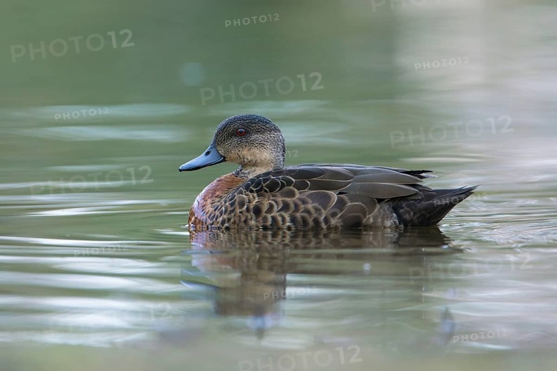 Chestnut Teal (Anas castanea) young male, Victoria, Australia
