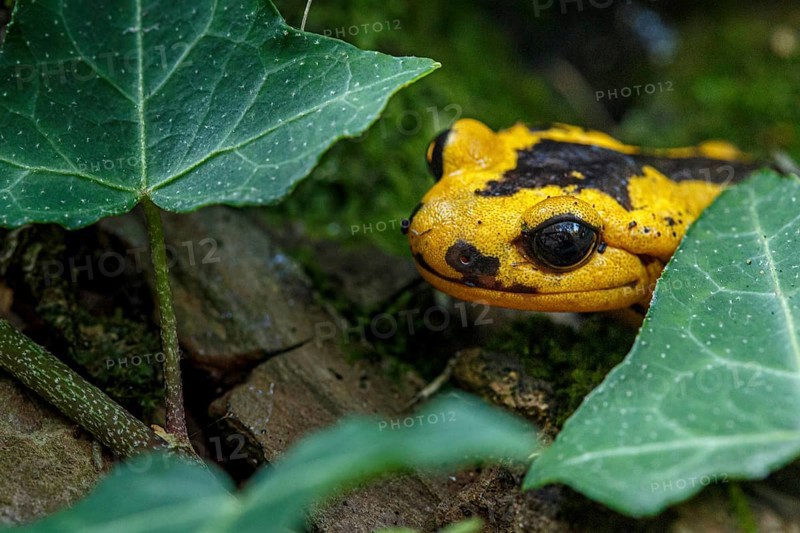 Fire Salamander (Salamandra salamandra bernardezi), endemic subspecies of a few points in north Spain, Oviedo, Spain