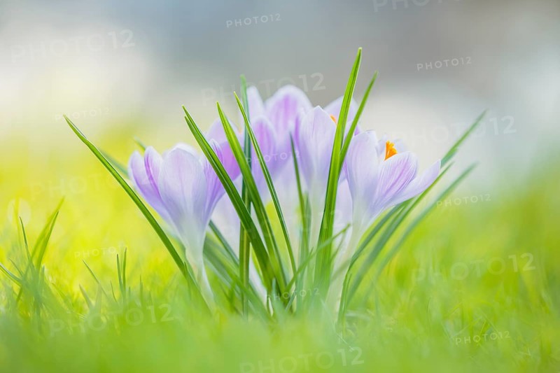Krokus, Crocus Crocus, Crocus