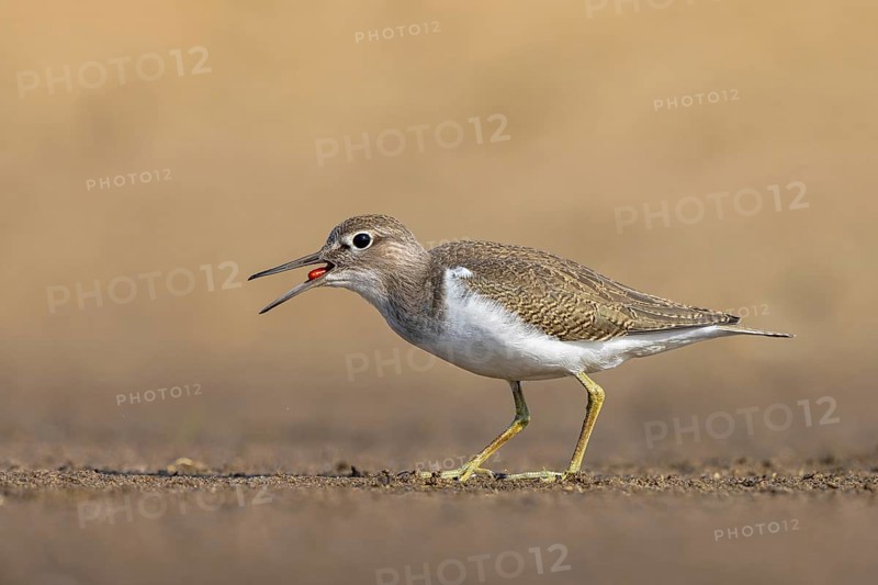 Common Sandpiper (Actitis hypoleucos) foraging, North Rhine-Westphalia, Germany