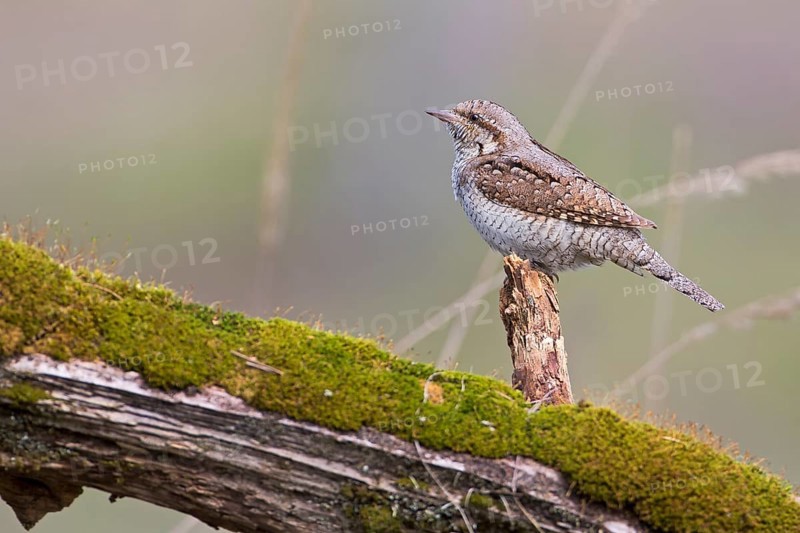 Eurasian Wryneck (Jynx torquilla), Saxony-Anhalt, Germany