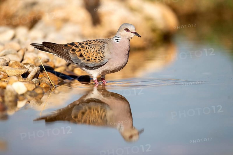 European Turtle Dove (Streptopelia turtur) at a waterhole, Castile-La Mancha, Spain