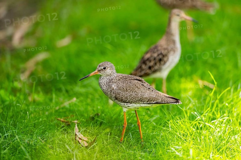 Ruff (Calidris pugnax) female standing on a meadow, captive, Zoo Augsburg, Germany