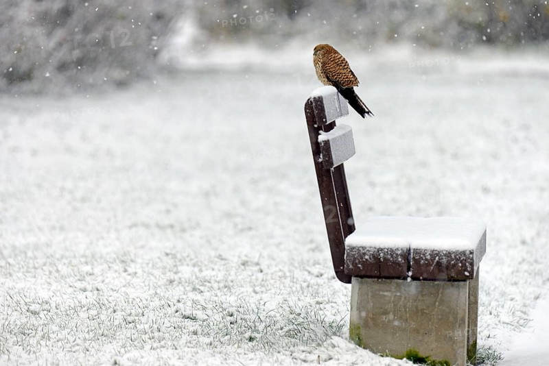 Kestrel (Falco tinnunculus), female using a park bench as a lookout during heavy snowfall, North Sea, Norddeich, Lower Saxony, Germany