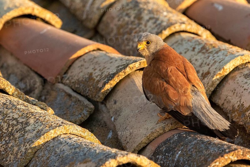 Lesser Kestrel (Falco naumanni) male on a roof, Castile-La Mancha, Spain