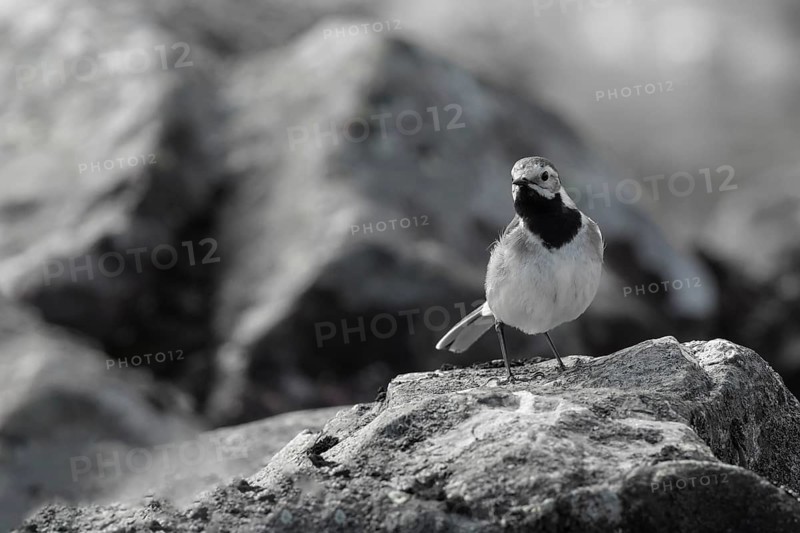White Wagtail (Motacilla alba), Dalarna, Sweden