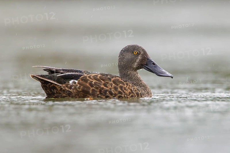 Australasian Shoveler (Spatula rhynchotis) male, Victoria, Australia