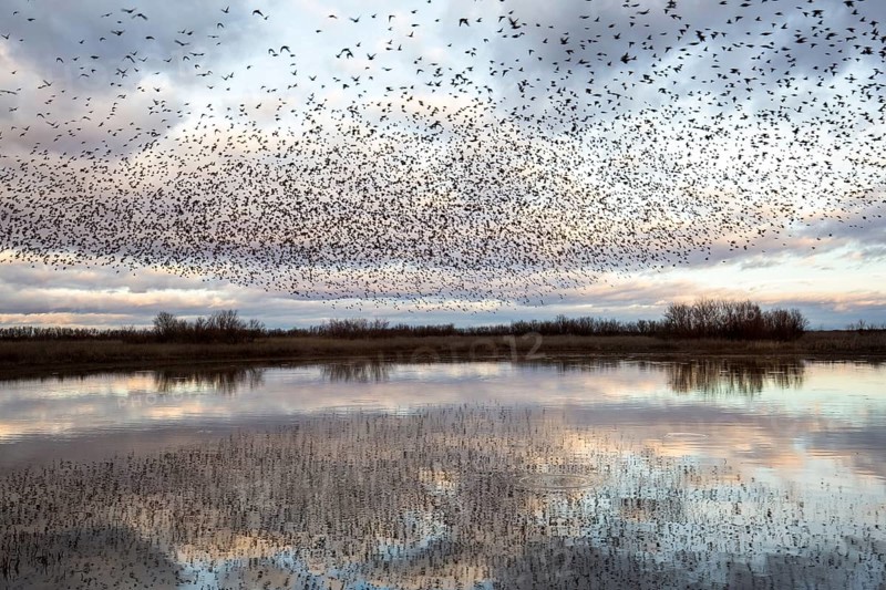 Spotless Starling (Sturnus unicolor) flock in flight, Castile-La Mancha, Spain